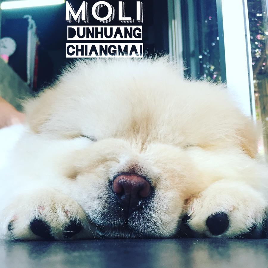 Chiangmai Moli Inn (Adults Only) Chiang Mai Buitenkant foto