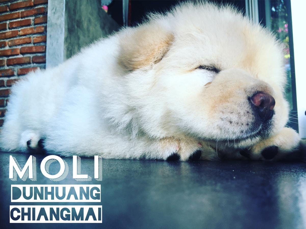 Chiangmai Moli Inn (Adults Only) Chiang Mai Buitenkant foto